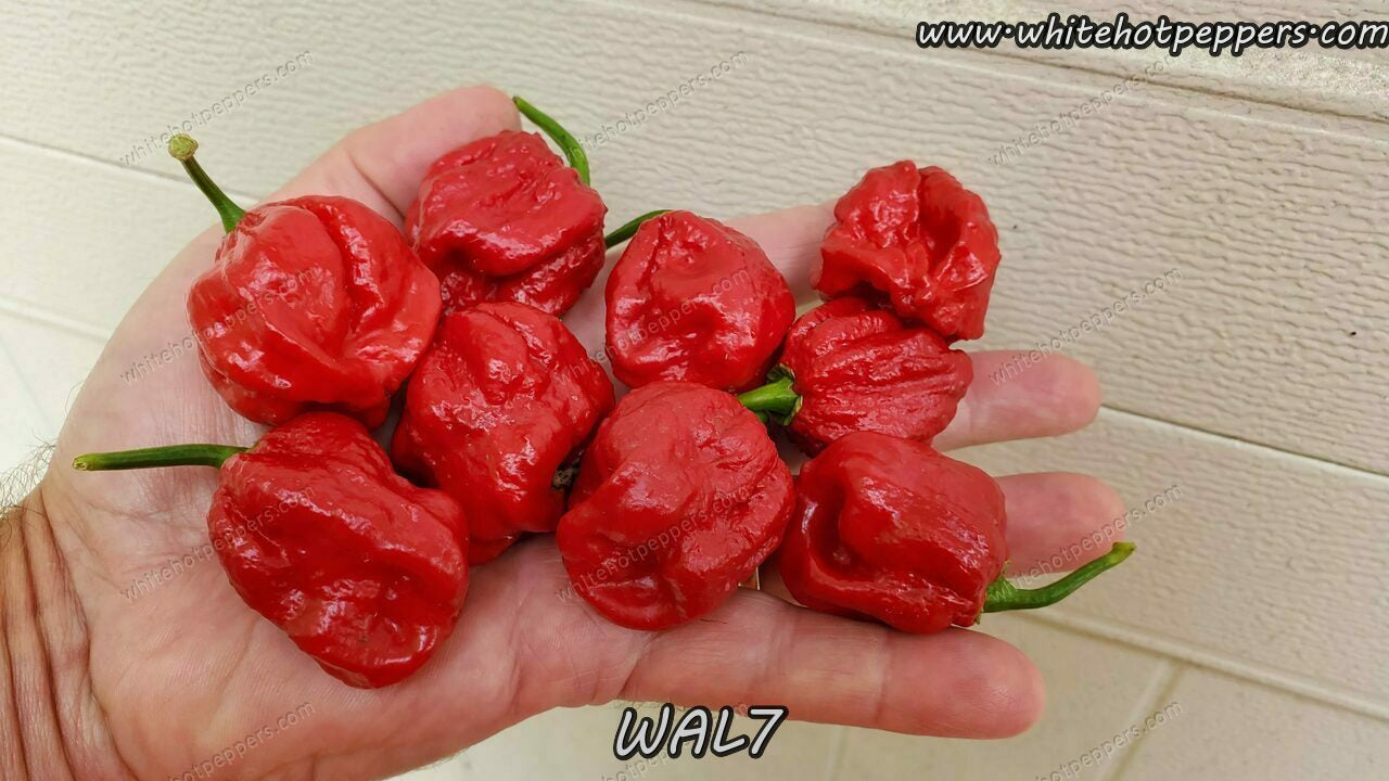 WAL7 - Pepper Seeds - White Hot Peppers