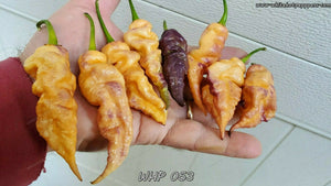 WHP 053 - Pepper Seeds - White Hot Peppers