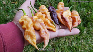 WHP 053 - Pepper Seeds - White Hot Peppers