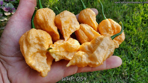 WHP 054 - Pepper Seeds - White Hot Peppers
