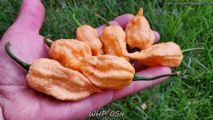 WHP 054 - Pepper Seeds - White Hot Peppers