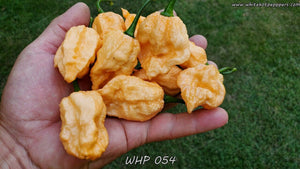 WHP 054 - Pepper Seeds - White Hot Peppers