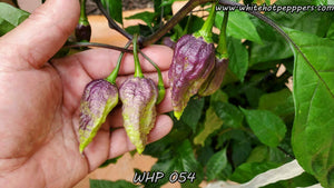 WHP 054 - Pepper Seeds - White Hot Peppers