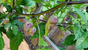 WHP 054 - Pepper Seeds - White Hot Peppers