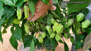 WHP 054 - Pepper Seeds - White Hot Peppers