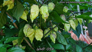 WHP 054 - Pepper Seeds - White Hot Peppers
