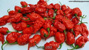 WHP 055 - Pepper Seeds - White Hot Peppers