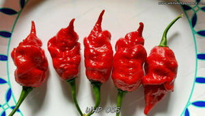 WHP 055 - Pepper Seeds - White Hot Peppers