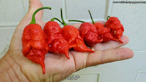 WHP 055 - Pepper Seeds - White Hot Peppers