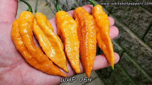 WHP 064 - Pepper Seeds - White Hot Peppers