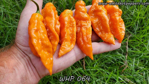 WHP 064 - Pepper Seeds - White Hot Peppers