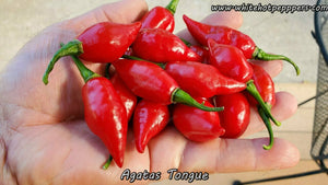 Agata's Tongue (Big Chupe) - Pepper Seeds - White Hot Peppers