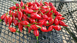 Agata's Tongue (Big Chupe) - Pepper Seeds - White Hot Peppers