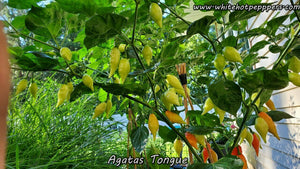 Agata's Tongue (Big Chupe) - Pepper Seeds - White Hot Peppers