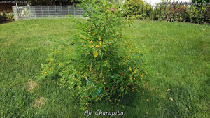 Aji Charapita - Pepper Seeds - White Hot Peppers