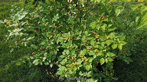 Aji Charapita - Pepper Seeds - White Hot Peppers