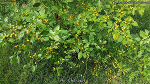 Aji Charapita - Pepper Seeds - White Hot Peppers