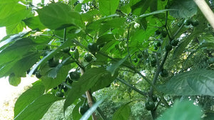 Aji Cochabamba - Pepper Seeds - White Hot Peppers