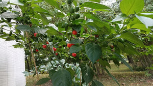 Aji Cochabamba - Pepper Seeds - White Hot Peppers