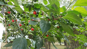 Aji Cochabamba - Pepper Seeds - White Hot Peppers