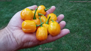 Aji Jobito - Pepper Seeds - White Hot Peppers