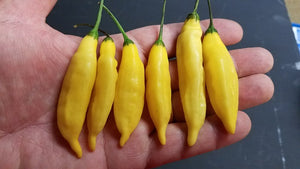 Aji Lemon Drop - Pepper Seeds - White Hot Peppers