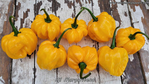 Aji Margariteno - Pepper Seeds - White Hot Peppers