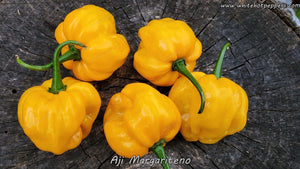 Aji Margariteno - Pepper Seeds - White Hot Peppers