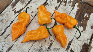 Andy's King BOC - Pepper Seeds - White Hot Peppers