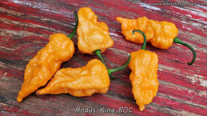 Andy's King BOC - Pepper Seeds - White Hot Peppers