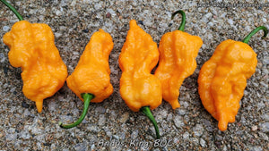 Andy's King BOC - Pepper Seeds - White Hot Peppers