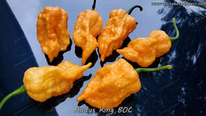 Andy's King BOC - Pepper Seeds - White Hot Peppers