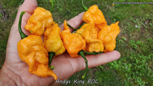 Andy's King BOC - Pepper Seeds - White Hot Peppers