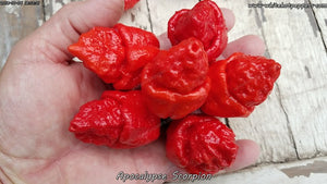 Apocalypse Scorpion - Pepper Seeds - White Hot Peppers