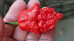 Apocalypse Scorpion - Pepper Seeds - White Hot Peppers