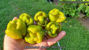 Bahamian Beast Mustard - Pepper Seeds - White Hot Peppers