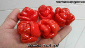 Bahamian Beast Red - Pepper Seeds - White Hot Peppers