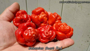 Bahamian Beast Red - Pepper Seeds - White Hot Peppers