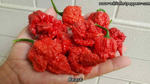 Beast - Pepper Seeds - White Hot Peppers