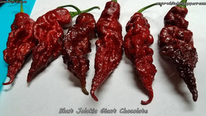 Bhut Jolokia (Ghost) Giant Chocolate - Pepper Seeds - White Hot Peppers