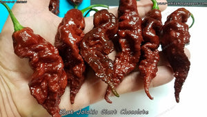 Bhut Jolokia (Ghost) Giant Chocolate - Pepper Seeds - White Hot Peppers