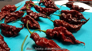Bhut Jolokia (Ghost) Giant Chocolate - Pepper Seeds - White Hot Peppers