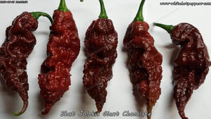 Bhut Jolokia (Ghost) Giant Chocolate - Pepper Seeds - White Hot Peppers