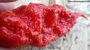 Bhut Jolokia (Ghost) Giant Red - Pepper Seeds - White Hot Peppers