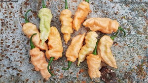 Bhut Jolokia (Ghost) Peach WM - Pepper Seeds - White Hot Peppers