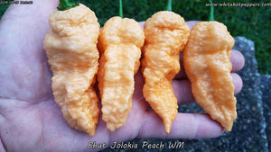 Bhut Jolokia (Ghost) Peach WM - Pepper Seeds - White Hot Peppers