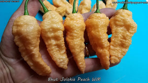 Bhut Jolokia (Ghost) Peach WM - Pepper Seeds - White Hot Peppers