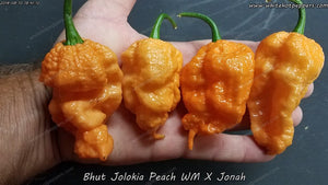 Peach Bhut WM x Jonah - Pepper Seeds - White Hot Peppers