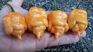 Peach Bhut WM x Jonah - Pepper Seeds - White Hot Peppers
