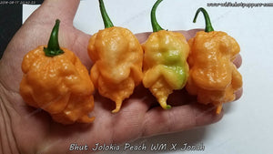 Peach Bhut WM x Jonah - Pepper Seeds - White Hot Peppers